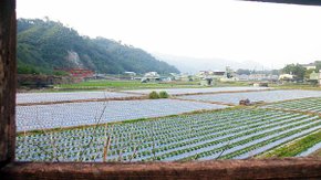 草莓田,南湖溪堤岸自行車道,河岸景色