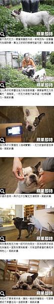 盲犬也有春天 牠還會唱海綿寶寶   即時新聞   20140726   蘋果日報
