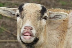 goat-3315330_640.jpg