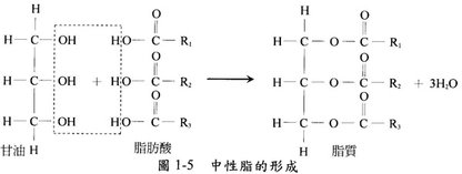 p18.JPG