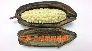 新竹市安親班-佑孳植物花果實種子(3上)