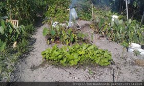 種菜