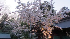 塩釜神社櫻花