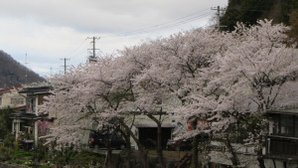 山寺前櫻花