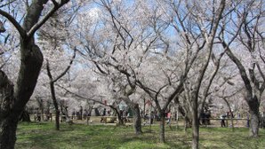 高遠城址公園一景