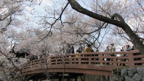 高遠城址公園一景