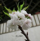 花色圖鑑-白花朵(白色系列)