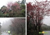 『2012第四屆雙溪櫻花馬拉松，朦朧的櫻花好硬的山路！』 (4)