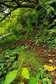 【路線探勘】-『SALOMON X TRAIL RUN 越野路跑，超硬賽道嘗鮮看！』 (4)