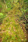 【路線探勘】-『SALOMON X TRAIL RUN 越野路跑，超硬賽道嘗鮮看！』 (8)