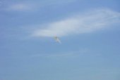 DSC00945