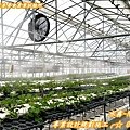 溫室低溫微霧降溫設備、溫室低溫微霧降溫設備、溫室低溫微霧降溫設備