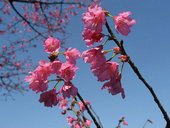 IMG_0382.JPG