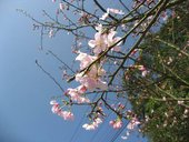 IMG_0345.JPG
