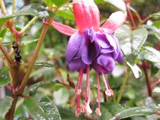 IMG_5133.JPG
