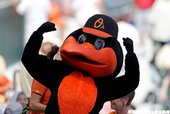 巴爾的摩金鶯 The Oriole Bird