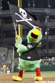 匹茲堡海盜 Pirate Parrot