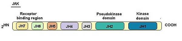 JAK domain.tif