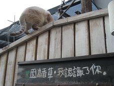 因為香草,我認識了你(貓的屁股)