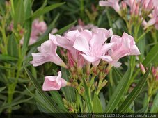 oleander-1169808_960_720.jpg