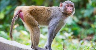 rhesus-macaques_resize_md.jpg