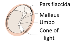 250px-View-normal-tympanic-membrane.png