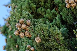 Cupressus-sempervirens.jpg