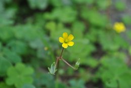DSC_5852.JPG