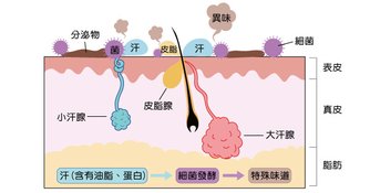 狐臭2.jpg