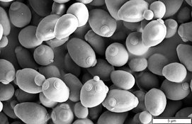 Saccharomyces_cerevisiae_SEM (1).jpg