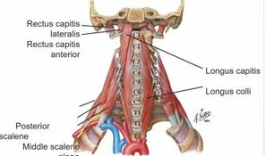 httpswww.bloemphysio.co.zablogs2018ever-heard-of-activating-your-stabilisers-of-your-neck-2018-10-23.php.jpg