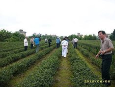 觀察椪風茶的出處