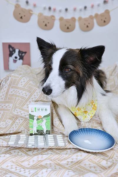 放心追趕跑跳蹦的法寶-和樂茸茸Pawsitive好好動關節保