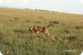 Lions in Masai Mara