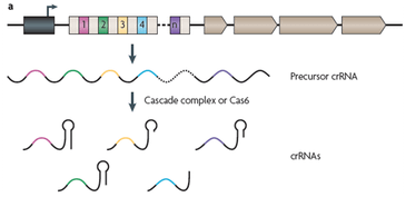 CRISPR biogenesis