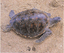 海龜.gif