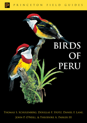 birds of peru