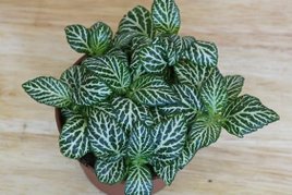 Mosaic Plant, Nerve Plant (Fittonia albivenis).jpg