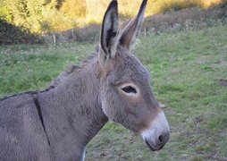 donkey-2761528_640.jpg