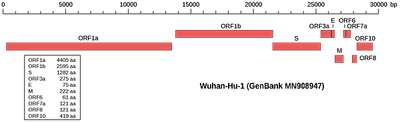 2560px-SARS-CoV-2_genome.svg