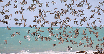 Waders_in_flight_Roebuck_Bay_a7F8O_1200x0.png