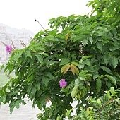 IMG_7670.JPG