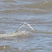IMG_2371.JPG