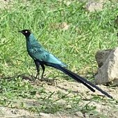 IMG_7032.JPG