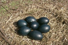 emu-eggs-nest-1294817.jpg