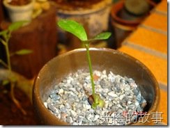 DSC00709