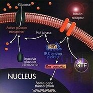 GFT與胰島素及細胞的作用關係