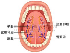 舌頭.jpg