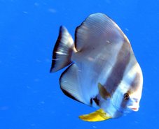 (圖一)命運多舛的圓眼燕魚.JPG