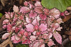 pink Veined Nerve Plant.jpg